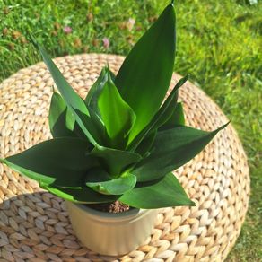 Healthy Sansevieria Hahnii in Pastel Green Pot