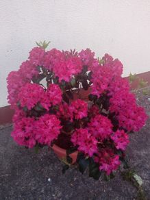 Rhododendron Marie Forty