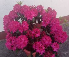 Rhododendron Marie Forty
