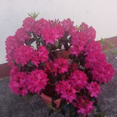 Rhododendron Marie Forty