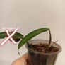 No.2 Philodendron Bi Colour baby Image 5