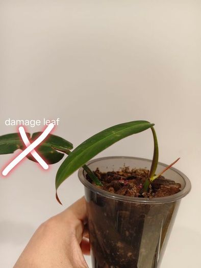 No.2 Philodendron Bi Colour baby
