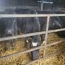 Cattle Image 5