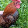 Sebright Chicks and Hatching Eggs Image 6