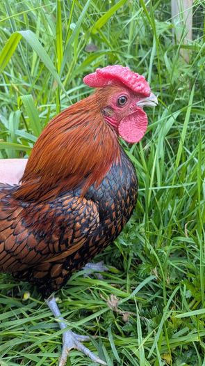 Sebright Chicks and Hatching Eggs