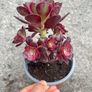 plant Image 4