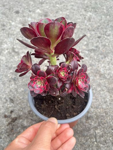plant