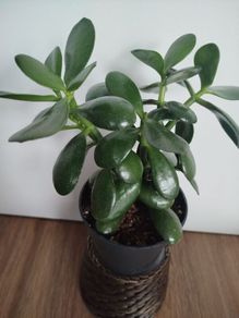 plant