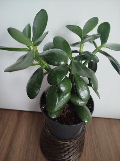 plant