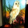 Rare Taxidermy Owl by Rohu & Sons Cork Image 5