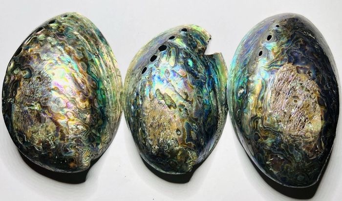 New Zealand Paua Abalone 3 Sea Shells Mother of Pearl