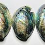 New Zealand Paua Abalone 3 Sea Shells Mother of Pearl Image 2