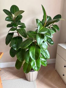 Large Ficus Elastica Rubber Tree in decorative pot