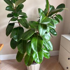 Large Ficus Elastica Rubber Tree in decorative pot
