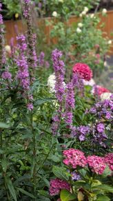 Lythrum salicaria