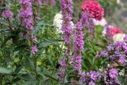 Lythrum salicaria