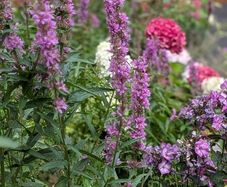 Lythrum salicaria