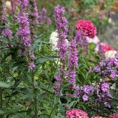 Lythrum salicaria