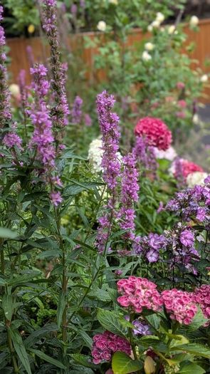 Lythrum salicaria