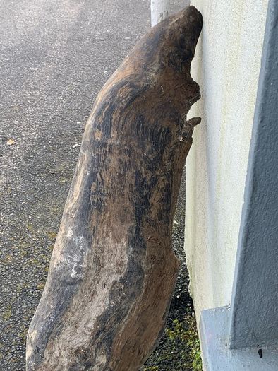 Substantial Collection of Old Bog Oak. Delivery by van can be arranged.
