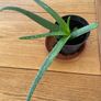 Aloe Vera plant Image 3
