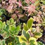 Flowering Shrubs, Garden Plants Image 2