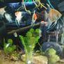 angel fish Image 4