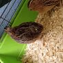 quail Image 3