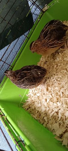 quail