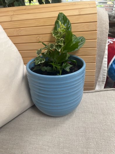 Peace Lily and Ivy plant