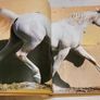 Grace And Beauty A Study Of The Horse Gabrielle Boiselle Large Hardback Book VGC Image 10