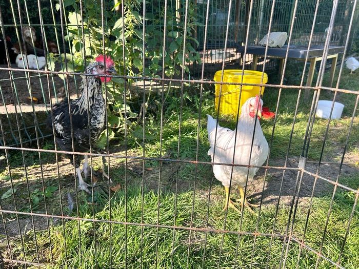 Roosters