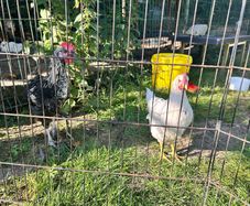 Roosters