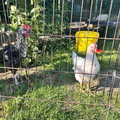 Roosters