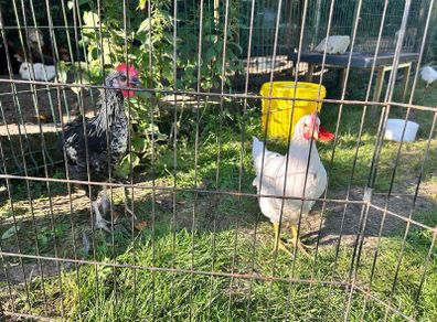 Roosters