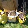 firewood Image 2