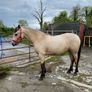 Connemara Filly Image 3
