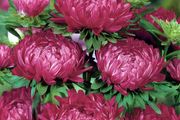 (A) Aster Tower Dark Red seeds 0.5g (approx. 225 seeds (414741)