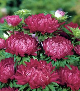 (A) Aster Tower Dark Red seeds 0.5g (approx. 225 seeds (414741)