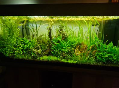 Aquarium plants for sale