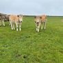 Organic Charolais breeding heifers Image 4