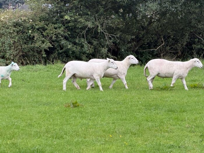 Easy care organic 3 hogget rams & ewe & ram lambs