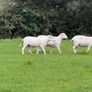 Easy care organic 3 hogget rams & ewe & ram lambs Image 10