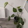 Monstera Image 3