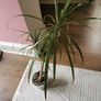 indoor plant Image 5