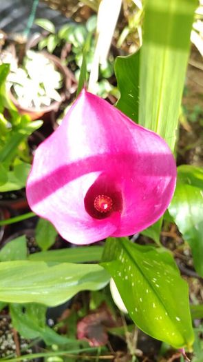 Plant Sale Delivered