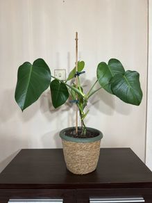 Monstera plant