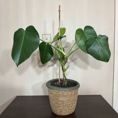 Monstera plant