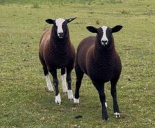 Zwarble ram lambs