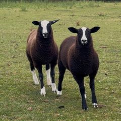 Zwarble ram lambs